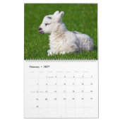 Schapen Kalender (Feb 2027)