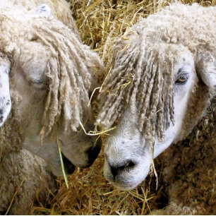 SCHAPEN KUSSEN