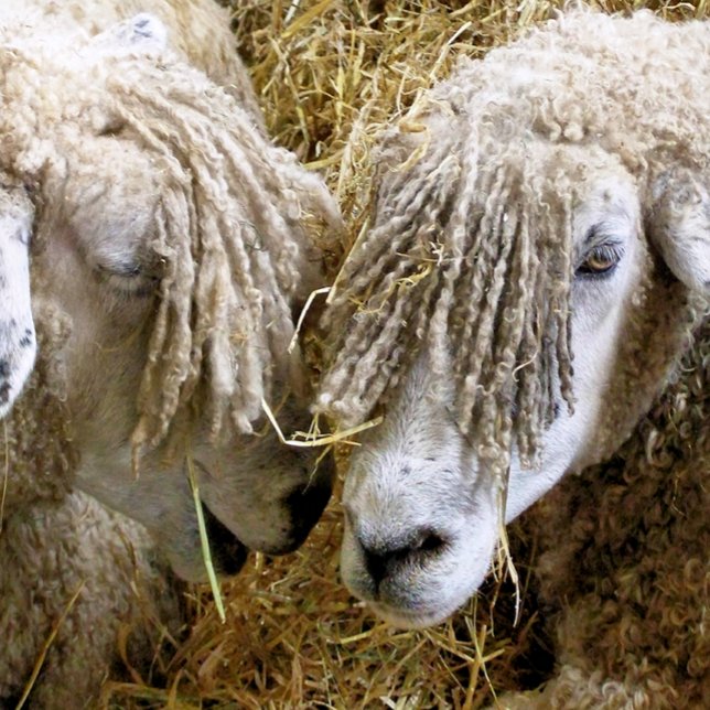 SCHAPEN KUSSEN (Creator heeft geüpload)