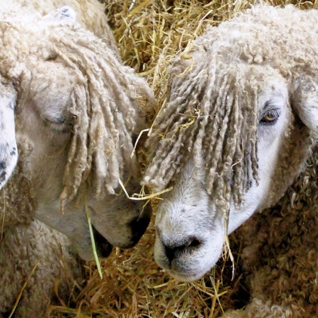 SCHAPEN KUSSEN (Two beautiful Cotswold sheep captured photographically in a funny moment talking to each other.)