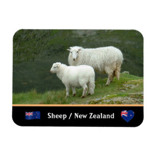 Schapen, lammeren en beroemde landdieren/Nieuw-Zee Magneet