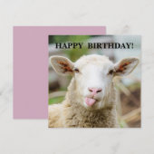 Schapen laten tong zien feestdagenkaart (Voorkant / Achterkant)