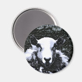 SCHAPEN MAGNEET (Voorkant / Achterkant)