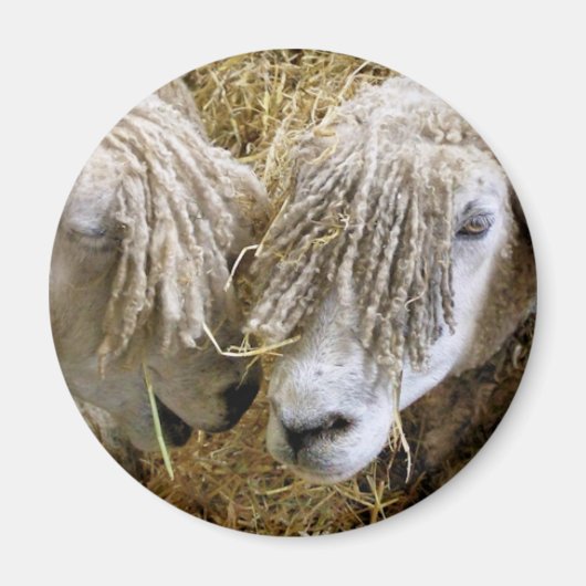 SCHAPEN MAGNEET (Voorkant)