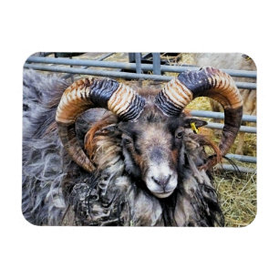 SCHAPEN MAGNEET