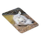 SCHAPEN MAGNEET (Rechterzijde)