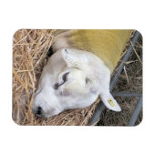 SCHAPEN MAGNEET (Horizontaal)