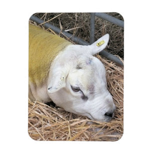 SCHAPEN MAGNEET
