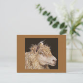 schapen met briefkaart van cichorei (Staand voorkant)