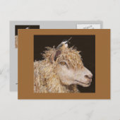 schapen met briefkaart van cichorei (Voorkant / Achterkant)