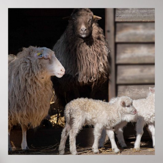 Schapen met dierenfoto's van lammeren poster (Voorkant)