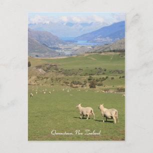 Schapen met een uitzicht, Queenstown NZ - Briefkaa Briefkaart