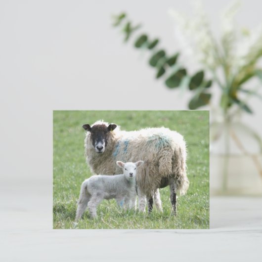 Schapen met haar lamsvlees briefkaart (Staand voorkant)