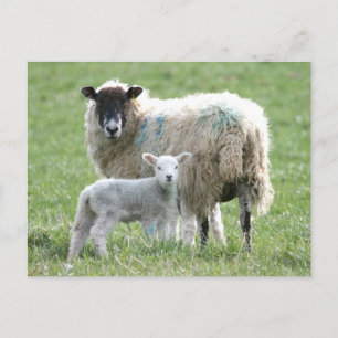 Schapen met haar lamsvlees briefkaart