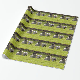 Schapen met lentlammeren cadeaupapier