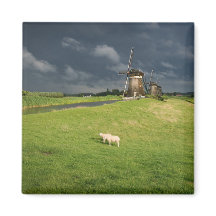 Schapen met windmolens onder donkere wolken