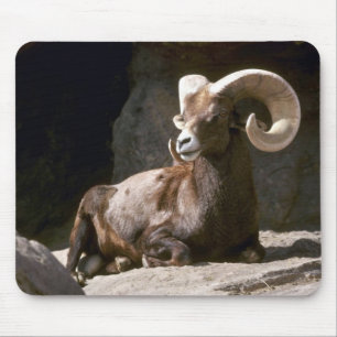Schapen met woestijn-bighorn (Adult ram ingebed in Muismat