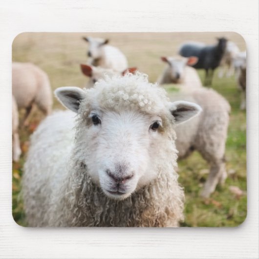 Schapen Muismat (Voorkant)