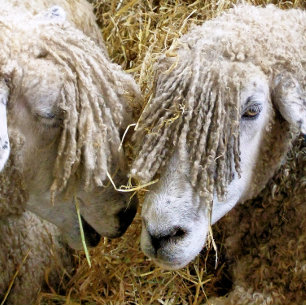 SCHAPEN MUISMAT