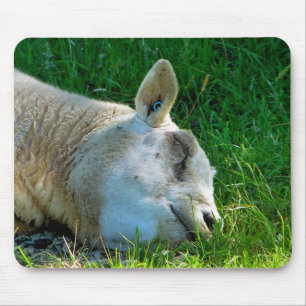 SCHAPEN MUISMAT