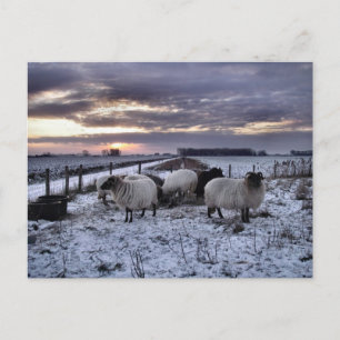Schapen - Nederlandse winter Briefkaart
