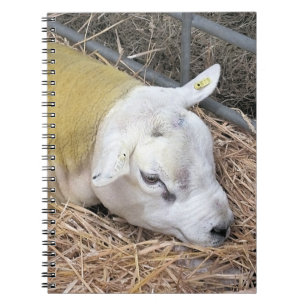 SCHAPEN NOTITIEBOEK
