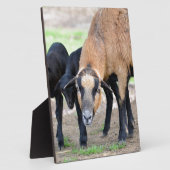 Schapen op Cameroun met lammeren Fotoplaat (Zijkant)