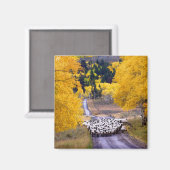 Schapen op Country Road Magneet (Voorkant / Achterkant)