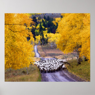 Schapen op Country Road Poster