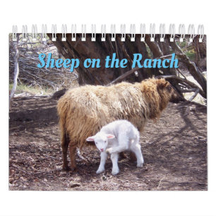 Schapen op de Ranch Calendar Kalender