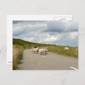 Schapen op de weg in het briefkaart van Ierland (Voorkant / Achterkant)