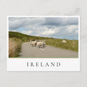 Schapen op de weg in Ierland Briefkaart