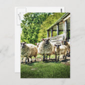 Schapen op het Boerderij Briefkaart (Voorkant / Achterkant)