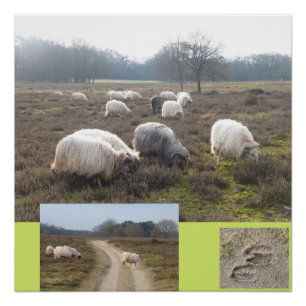 Schapen op het Heathland Square Poster Perfect Poster