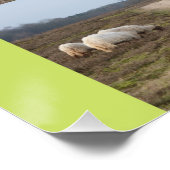 Schapen op het Heathland Square Poster Perfect Poster (Hoek)