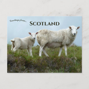 Schapen op Isle of Skye Schotland Briefkaart