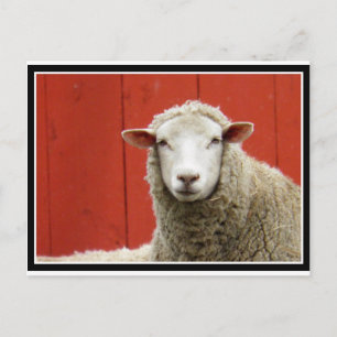 Schapen op rood briefkaart