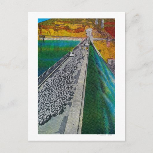 Schapen over Grand Coulee Dam Briefkaart (Voorkant)