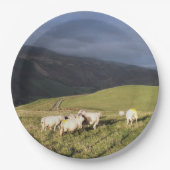 SCHAPEN PAPIEREN BORDJE (Voorkant)