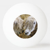 SCHAPEN PINGPONGBALLEN (Achterkant)