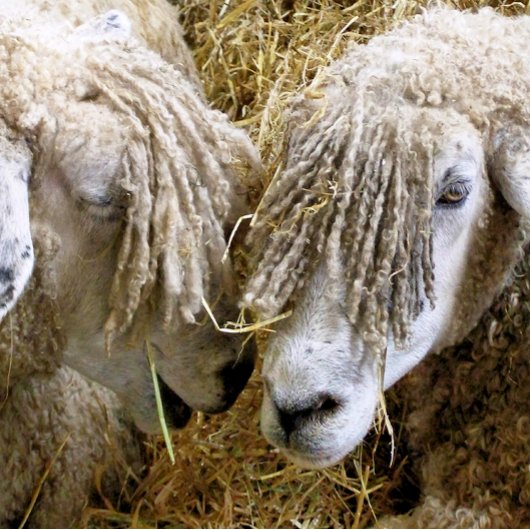 SCHAPEN PINGPONGBALLEN