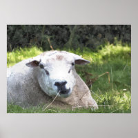 SCHAPEN