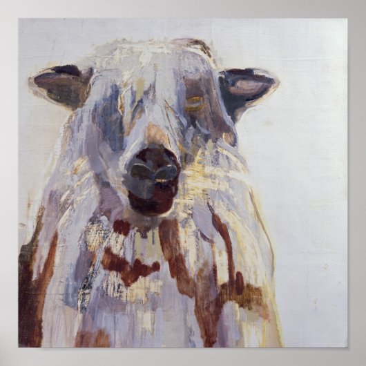 Schapen Poster (Voorkant)