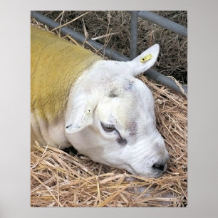 SCHAPEN POSTER