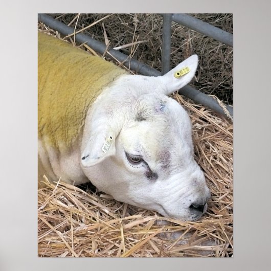 SCHAPEN POSTER (Voorkant)