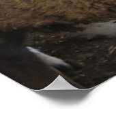 Schapen Poster (Hoek)