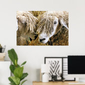 SCHAPEN POSTER (Thuiskantoor)