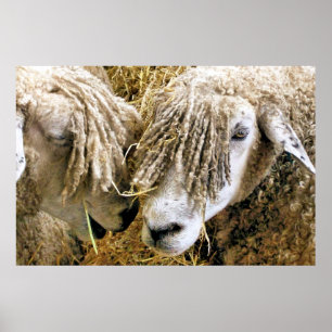 SCHAPEN POSTER