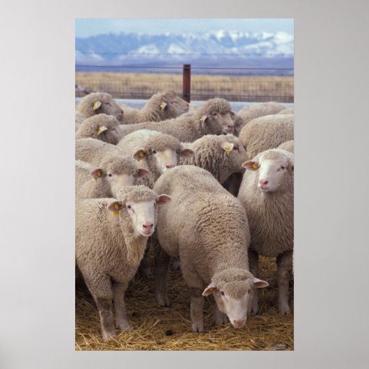Schapen Poster (Voorkant)