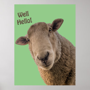 Schapen Poster